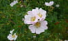 Églantine