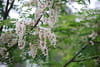 Acacia