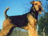 Airedale