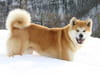 Akita