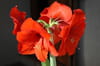 Amaryllis