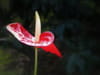 Anthurium