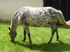 Appaloosa