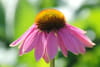 Aster