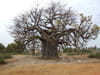Baobab