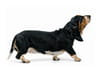 Basset