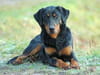 Beauceron