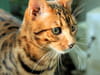 Bengal