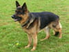 Berger allemand