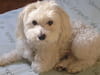 Bichon maltais
