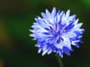 Bleuet