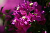 Bougainvillier