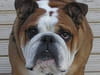 Bouledogue anglais