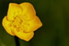Bouton d'or
