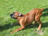 Boxer