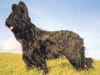 Briard