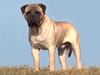 Bullmastiff
