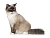 Burmese