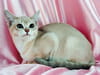 Burmilla
