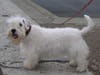 Cairn Terrier