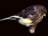 Canari