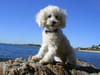 Caniche