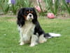 Cavalier King Charles