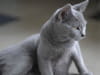 Chartreux