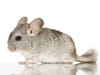 Chinchilla
