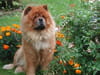 Chow Chow