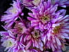 Chrysanthème