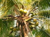 Cocotier