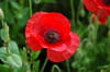 Coquelicot