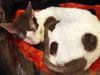 Cornish rex