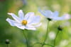 Cosmos