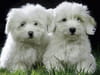 Coton de Tulear