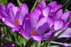 Crocus