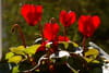 Cyclamen