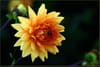 Dahlia