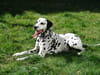 Dalmatien