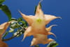 Datura