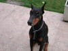 Doberman