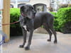 Dogue allemand