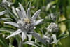 Edelweiss