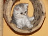 Exotic shorthair