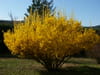 Forsythia