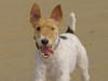 Fox Terrier
