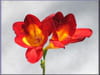 Freesia
