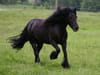 Frison