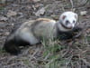 Furet